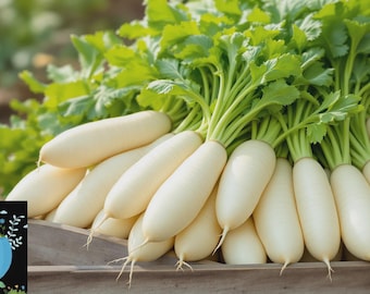 White Icicle Radish Seeds – Heirloom, Non-GMO, Organic Garden Vegetable – Early Spring, Fast Growing, Long White Root