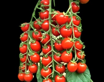 Super Sweet 100 Tomato Seeds – Sweet Cherry Tomatoes, High Yield, Disease Resistant, Easy to Grow, Non-GMO Garden Seeds