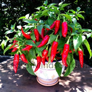 Giant Jalapeno Plant - Etsy