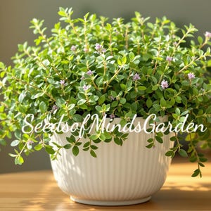 May include: A lush green plant with small pink flowers in a white, ribbed ceramic pot. The pot sits on a wooden surface, with the text "Seeds of Minds Garden" across the front. The plant is well-lit, suggesting a bright indoor setting.