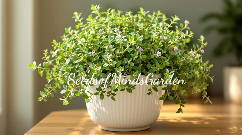 May include: A lush green plant with small pink flowers in a white, ribbed ceramic pot. The pot sits on a wooden surface, with the text "Seeds of Minds Garden" across the front. The plant is well-lit, suggesting a bright indoor setting.