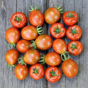 May include: An overhead shot of a collection of ripe tomatoes, some round and others oblong. The tomatoes are a mix of red and orange with green stems, arranged on a weathered wooden surface. The tomatoes are fresh and ready to eat.