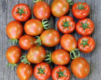 Loi’s Baby Tiger Micro Dwarf Tomato Seeds – Rare Bi-Color Cherry, Compact Pot & Indoor Garden Variety