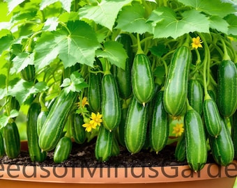 Double Yield Cucumber Seeds – Heirloom, Non-GMO, High Germination, Early Harvest, Garden Vegetable for Pickling & Fresh Eating