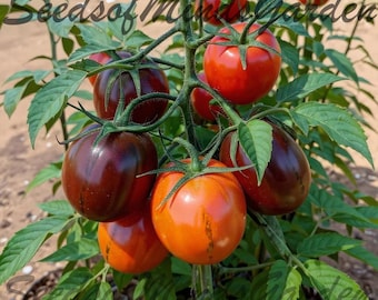 Evan’s Chocolate Plum Tomato Seeds – Rare Heirloom Brown Plum Tomato, Organic Non-GMO Sweet Dark Garden Variety