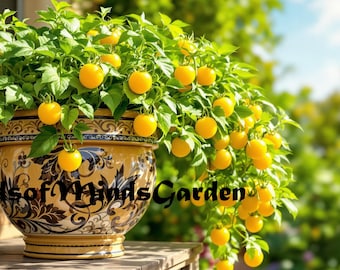 Ghevici Micro Dwarf Tomato Seeds