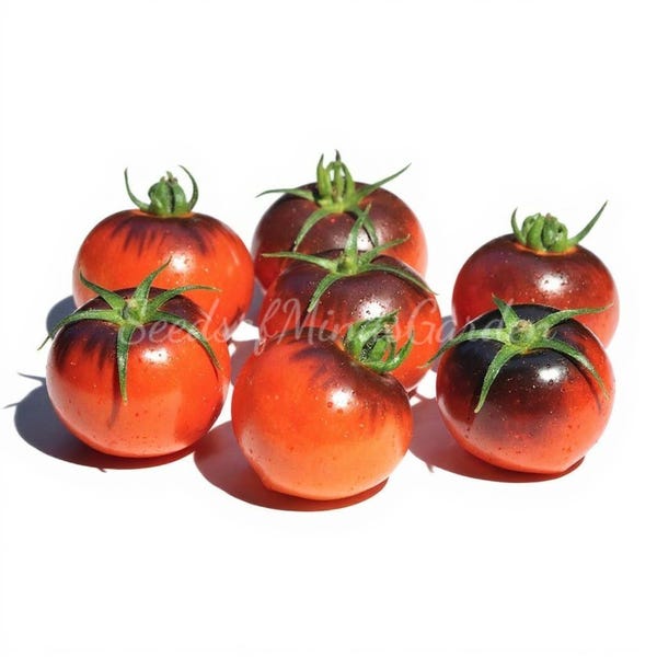 Tartufo Micro Dwarf Tomato Seeds – Compact Heirloom, Patio & Container Garden, Organic Rare Variety