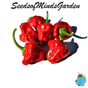 May include: A cluster of bright red peppers with green stems, arranged against a white background. The peppers have a unique, bumpy texture. The text "Seedsof MindsGarden" is at the top. The peppers are a vibrant addition to any garden.