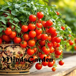 May include: A decorative ceramic pot overflowing with vibrant red cherry tomatoes and lush green foliage. The pot features a detailed floral design. The image is set outdoors, suggesting a garden setting.