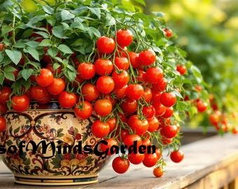 Hardin's Miniature - Micro Dwarf Tomato - Small Tomato Plants - Etsy