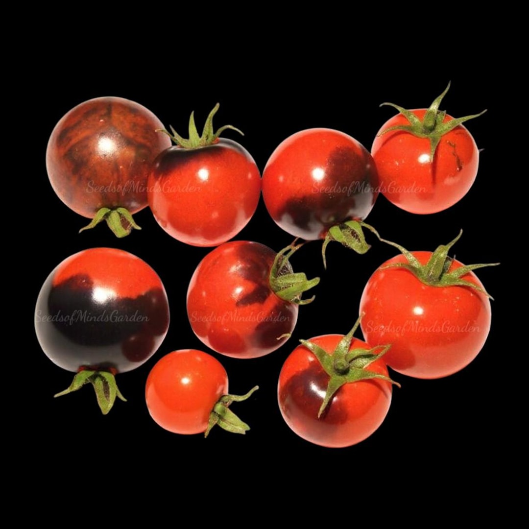 Purple Boy Micro Dwarf Tomato Seeds – Anthocyanin-rich Red Cherry