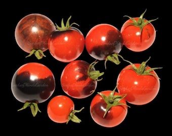 Purple Boy Micro Dwarf Tomato Seeds – Anthocyanin-Rich Red Cherry Tomatoes for Containers & Small Gardens