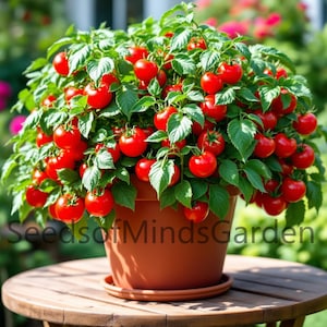 May include: A potted tomato plant with many red ripe tomatoes. The plant is in a brown pot and is sitting on a wooden table. The text "Seeds of Minds Garden" is visible at the bottom of the image.