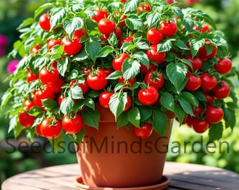 Pinocchio Red Micro Dwarf Sweet Cherry Tomato Vegetable Seeds