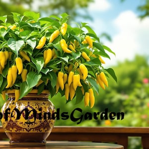 May include: A potted plant with bright yellow peppers growing in a decorative brown and gold pot. The plant is in focus, while the background is blurred and shows a green garden.