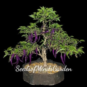 May include: A bonsai pepper plant with vibrant purple peppers hanging from green leaves. The plant is in a dark gray pot against a black background. The text "SeedsofMindsGarden" is at the bottom.