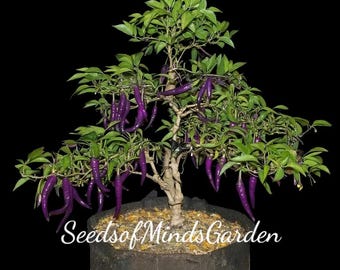 Buena Mulata RARE Heirloom Purple Hot Pepper Seeds, Spicy & Beautiful, Easy to Grow for Garden or Pots