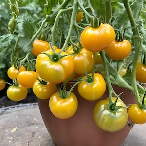 May include: A close-up of a potted plant with a large number of bright yellow tomatoes hanging from the vines. The tomatoes are ripe and ready to be picked.