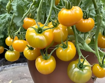 Orange Russian  Micro Dwarf  Tomato Seeds – Sweet Orange Small-Space Tomatoes for Patio, Balcony, and Indoor Gardening