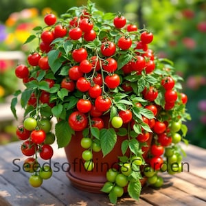 May include: A potted tomato plant with many red ripe tomatoes and green unripe tomatoes. The plant is in a brown pot with a brown saucer. The text "Seeds of Minds Garden" is visible on the bottom of the image.