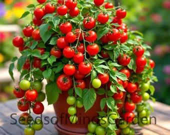 Spunky Bird Micro Dwarf Tomato Seeds