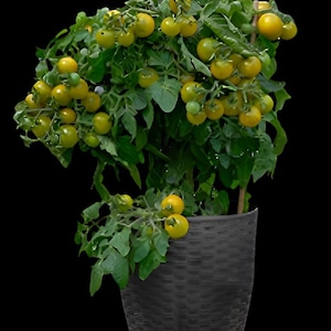 FAT FROG Micro Dwarf Tomato Seeds - Organically Grown