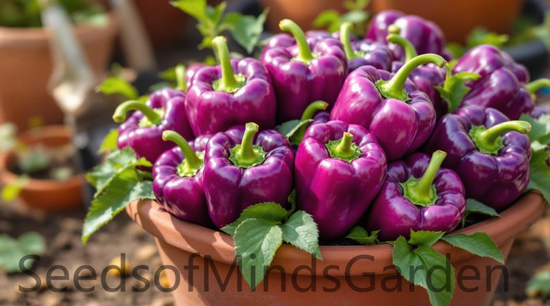 May include: A close-up of a terracotta pot overflowing with vibrant purple bell peppers. The peppers have green stems and are surrounded by green leaves. The text "SeedsofMindsGarden" is visible at the bottom of the image.