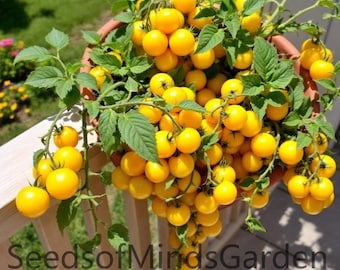 Yellow Canary Micro Dwarf Vegetable Tomato Seeds (Limited)