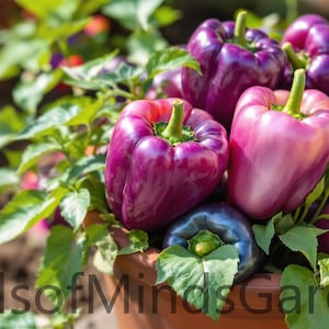 May include: A close-up of a terracotta pot overflowing with ripe bell peppers. The peppers range in color from deep purple to light pink, with green stems. The image includes the text "SeedsofMindsGarden".