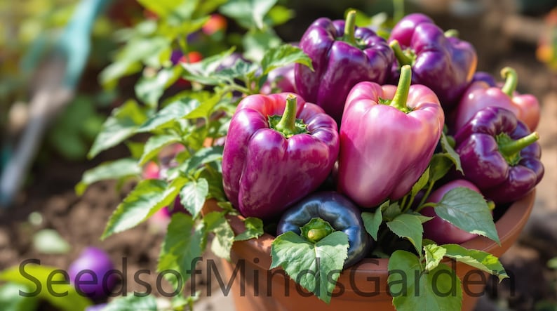 May include: A close-up of a terracotta pot overflowing with ripe bell peppers. The peppers range in color from deep purple to light pink, with green stems. The image includes the text "SeedsofMindsGarden".
