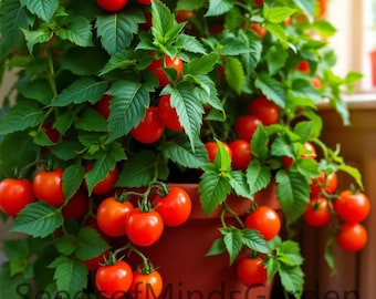 House Micro Dwarf Tomato – Compact Cherry Tomatoes for Indoor, Balcony & Year-Round Growing