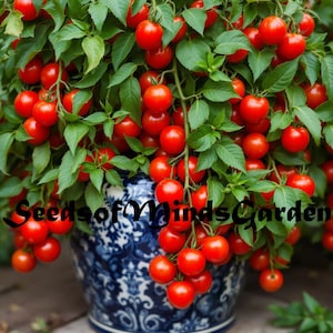 May include: A potted tomato plant with many ripe red tomatoes hanging from the branches. The plant is in a blue and white patterned pot with the text "Seeds of Minds Garden" visible in the background.