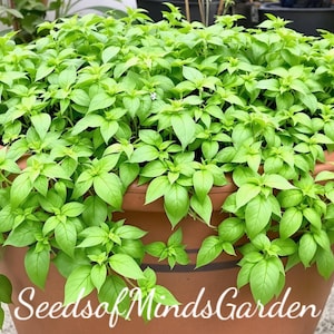 May include: A large terracotta pot overflowing with vibrant green basil plants. The basil has small, pointed leaves and is densely packed, creating a lush, full appearance. The pot is round and sits outdoors, with other plants visible in the background.