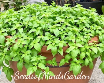 NON-GMO Genovese Basil Seeds – Sweet Italian Heirloom Herb for Pesto, Salads & Gourmet Cooking – Easy to Grow in Garden or Pots