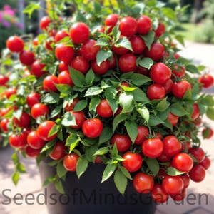 May include: A large potted tomato plant with many red ripe tomatoes. The plant is full and lush with green leaves. The pot is black and has the text "Seeds of Minds Garden" on the front.