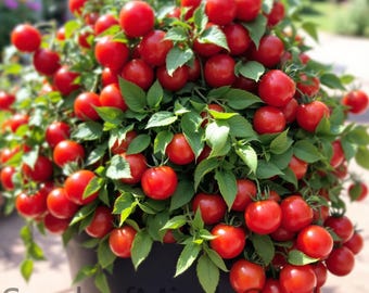 Regina Red Micro Dwarf Sweet Cherry Tomato Vegetable  Seeds (Limited)
