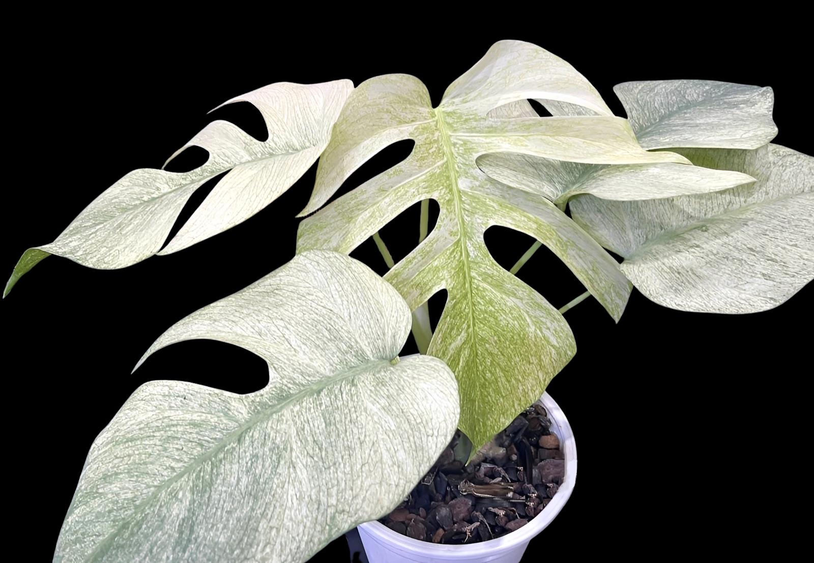 monstera variegated for sale Thai Constellation Monstera Deliciosa | Variegated Swiss Cheese Plant | 4
