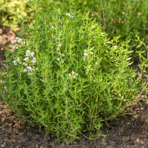 May include: A close-up of a green thyme plant with small white flowers. The plant is growing in a garden bed with brown soil.