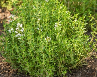 Organic Common Thyme Seeds – Aromatic Perennial Herb for Cooking, Tea - Gardens – Drought-Tolerant, Pollinator-Friendly Heirloom Non GMO