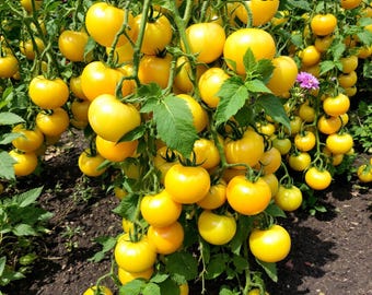 Lemon Boy Tomato Seeds: Organically Grown, Golden Yellow Fruit (Limited)