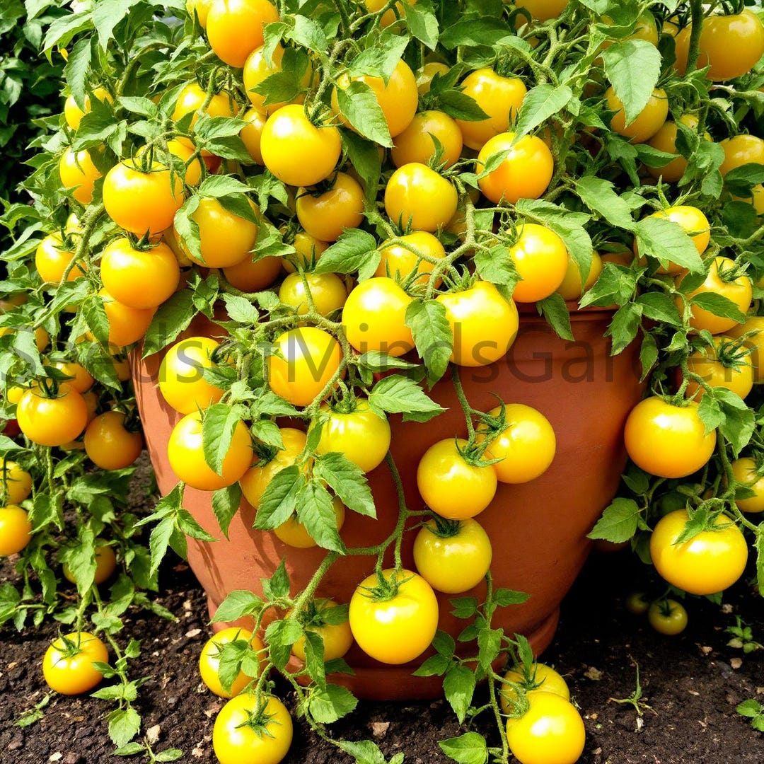 Regina Yellow Micro Dwarf Tomato Seeds – Compact, High-yield Golden ...