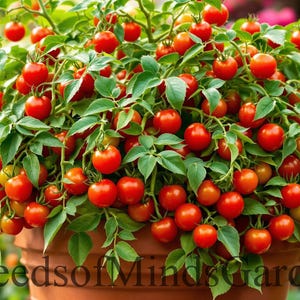 May include: A potted tomato plant laden with bright red cherry tomatoes. The plant has lush green leaves and is overflowing with ripe fruit. The pot is a terracotta color, and the text "SeedsofMindsGarden" is visible at the bottom.