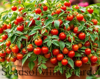 Bonsai Micro Dwarf Tomato Seeds | Red Cherry Tomato | Heirloom Garden Seeds  | Indoor Hydroponic | Container Gardening - Etsy