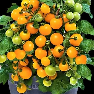 May include: A potted plant with a large cluster of bright orange cherry tomatoes. The plant is in a gray pot and has green leaves.