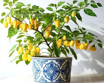 Lemon Habanero Pepper Seeds – | Non-GMO  | Citrus Heat for Sauces, Salsas & Gourmet Cooking