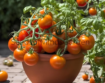 Andrina Micro Dwarf Tomato Seeds – Ultra-Compact, Sweet Cherry Tomatoes for Windowsills & Containers (Limited)