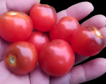 Super Bunny Tomato Micro Dwarf Seeds
