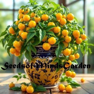 May include: A vibrant display of yellow cherry tomatoes on a lush green plant, overflowing from a decorative yellow and blue ceramic pot. The pot features a floral design. The text "Seedsof MindsGarden" is visible. The tomatoes are scattered on a wooden surface.