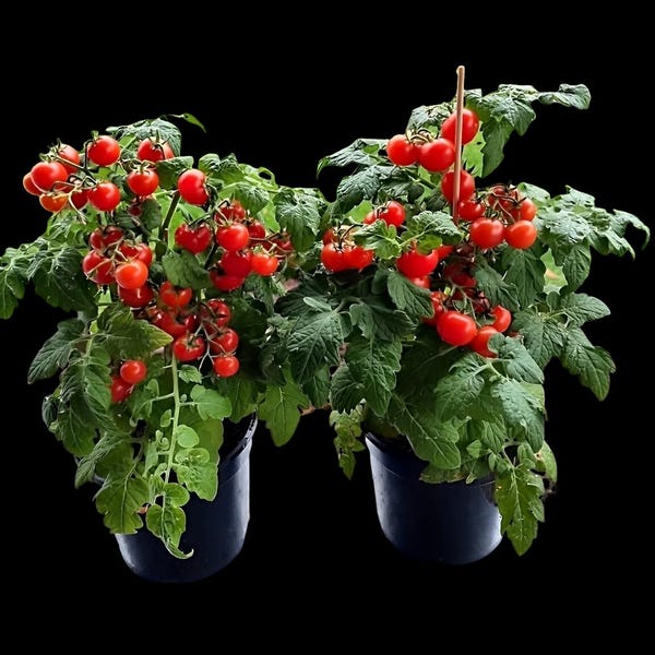 Pigmy Micro Dwarf Tomato Seeds