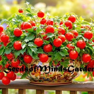 May include: A potted tomato plant with many red ripe tomatoes. The plant is in a colorful ceramic pot with a floral design. The text "Seeds of Minds Garden" is visible on the pot.